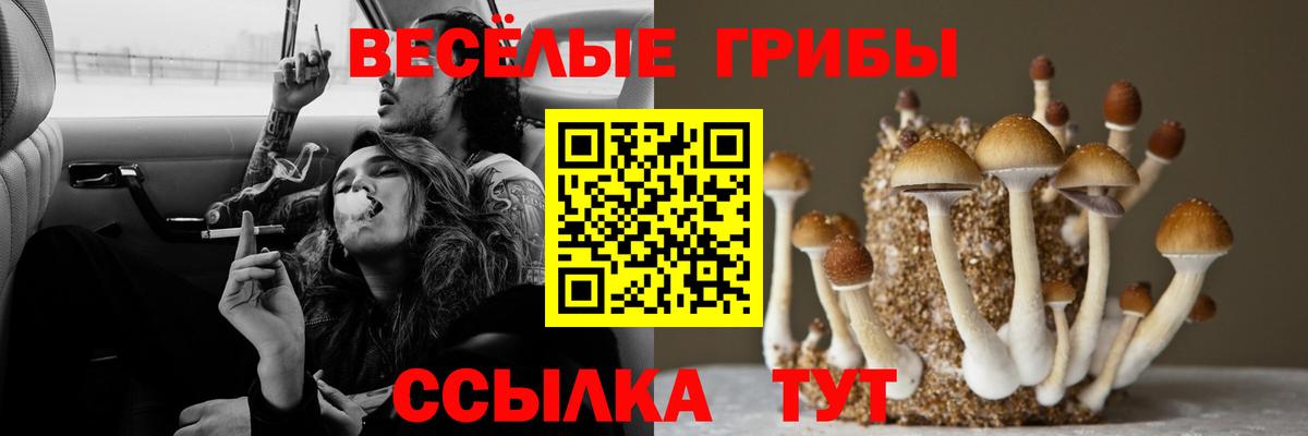 Псилоцибиновые грибы Psilocybine cubensis Каспийск
